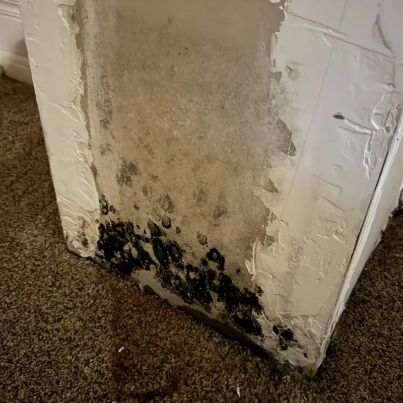 Professional Mold Removal in Mattapoisett, MA